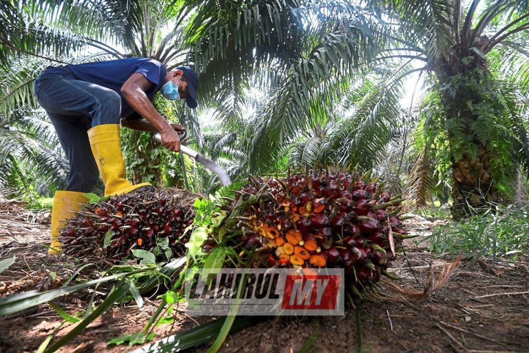 Bidang penuai sawit dimasuk dalam program TVET usaha yang baik – PKPKM