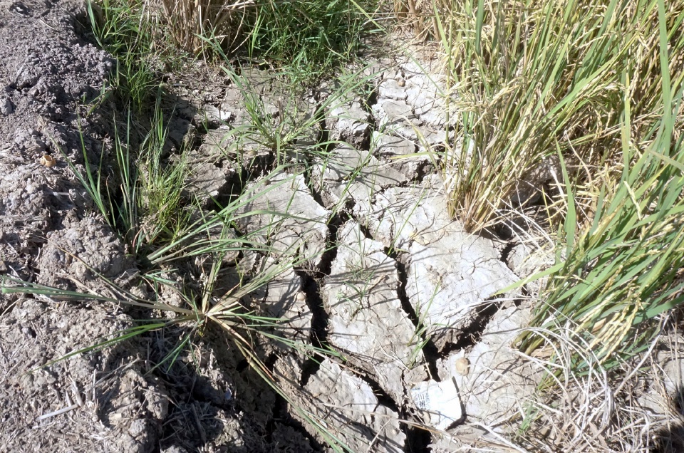 Tanah kering dan merekah berpunca dari cuaca panas melampau ekoran fenomena El-Nino di Kampung Gulau hari ini. - BERNAMA