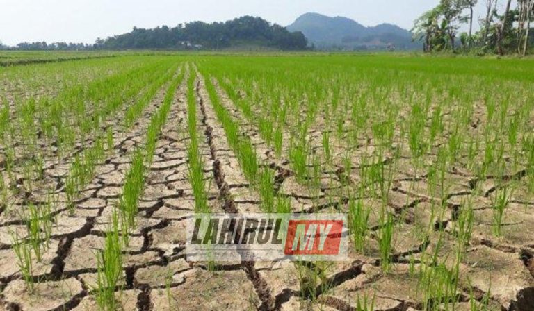 Hasil padi merosot ekoran cuaca panas melampau