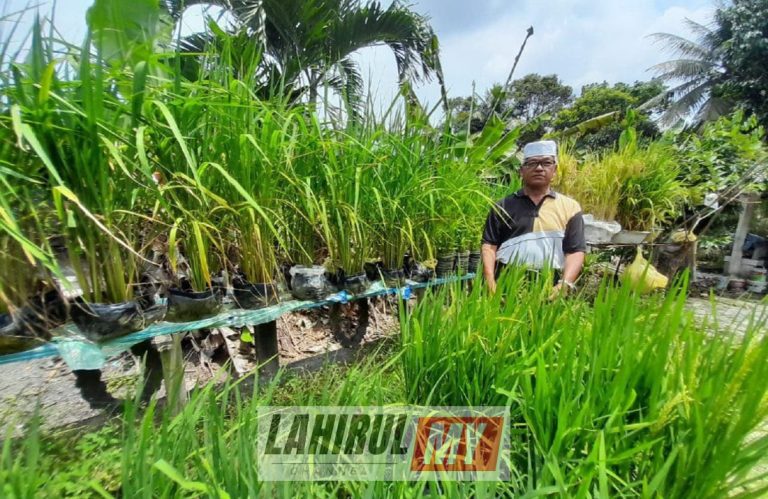Tuai hasil padi dalam polibeg selepas 3 bulan