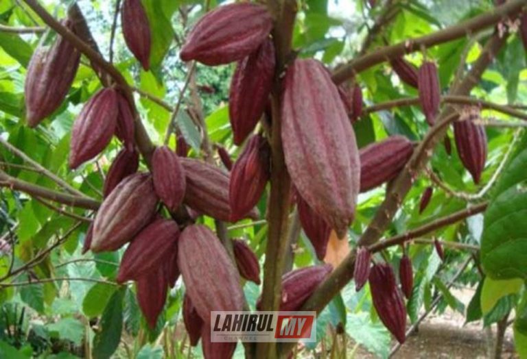 Peruntukkan RM5 juta bagi pemulihan kebun koko di Sabah