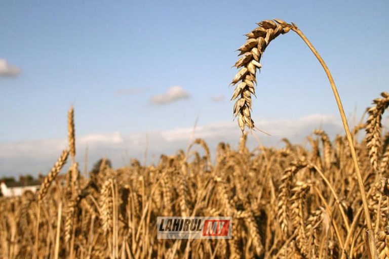 China kuatkuasa undang-undang keselamatan makanan kuat kuasa hari ini